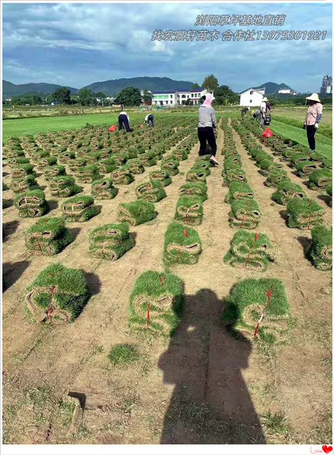 初春时节浏阳苗木俏销,浏阳草坪,柏加马尼拉交易红火