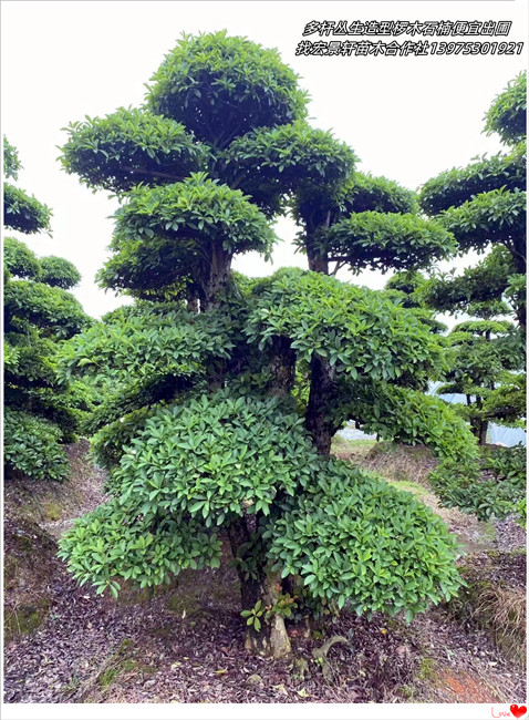 市场旺季不旺浏阳造型椤木石楠,丛生椤木石楠销量“触底”