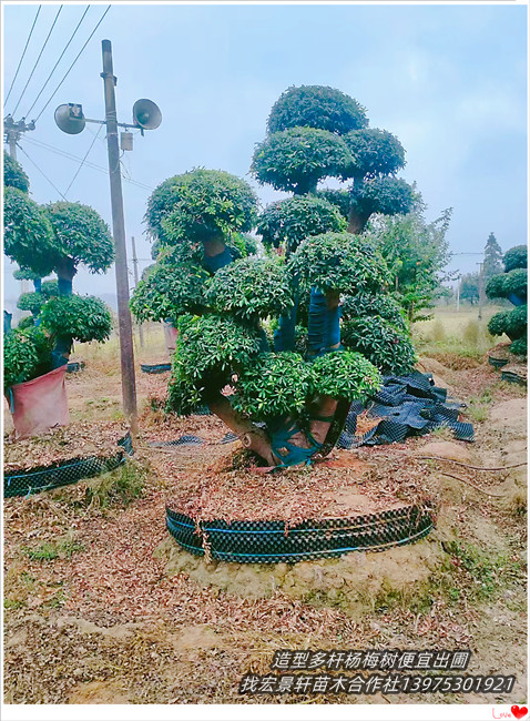 全冠杨梅树,移栽杨梅树,湖南断根杨梅树闯出了“新天地”