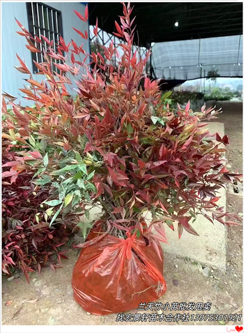 实在卖不动了,浏阳兰天竹杯苗,兰天竹小毛球2024销售外包