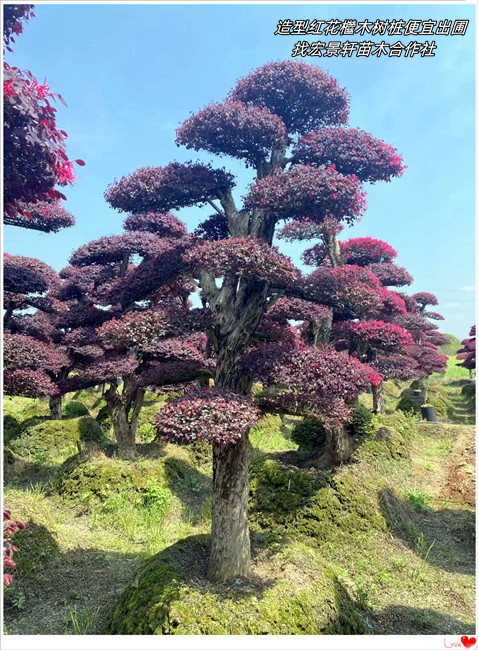 地栽苗从过剩到湖南红花檵木杯苗,浏阳春鹃小毛球价格回涨