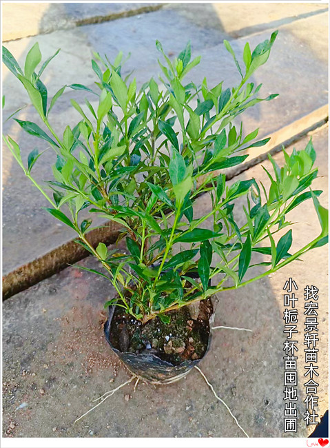暗流涌动浏阳小叶栀子杯苗,大叶栀子小毛球行业低迷期遇售卖高峰期